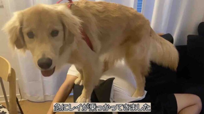 ゴールデンレトリーバー,動画