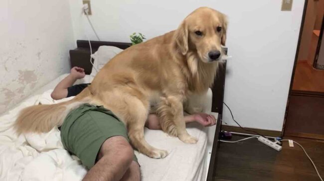 ゴールデンレトリーバー,動画