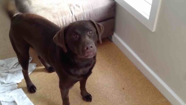 ラブラドールレトリーバー,動画