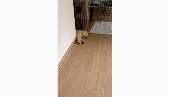 ゴールデンレトリーバー,動画