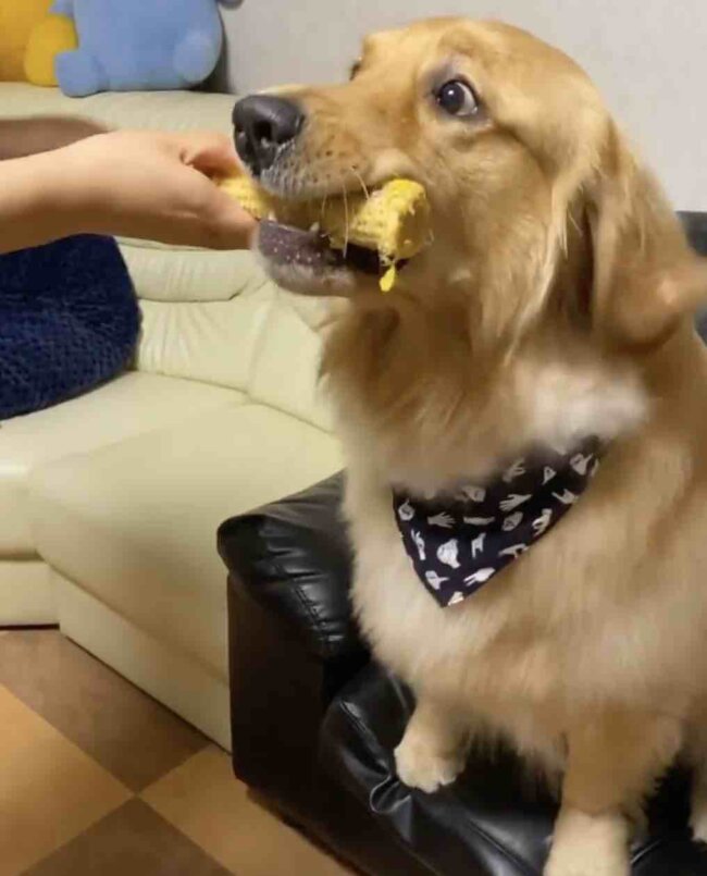 ゴールデンレトリーバー,動画