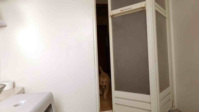 ゴールデンレトリーバー,動画