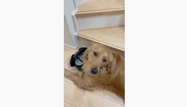 ゴールデンレトリーバー,動画