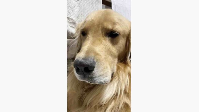 ゴールデンレトリーバー,動画