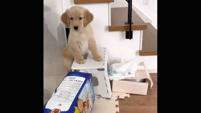 ゴールデンレトリーバー,動画