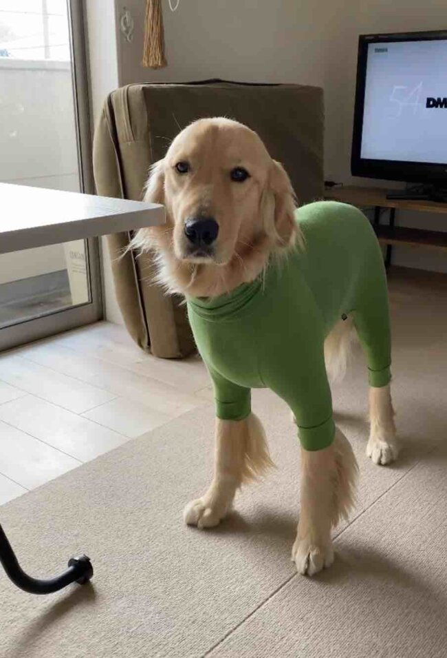 ゴールデンレトリーバー,動画