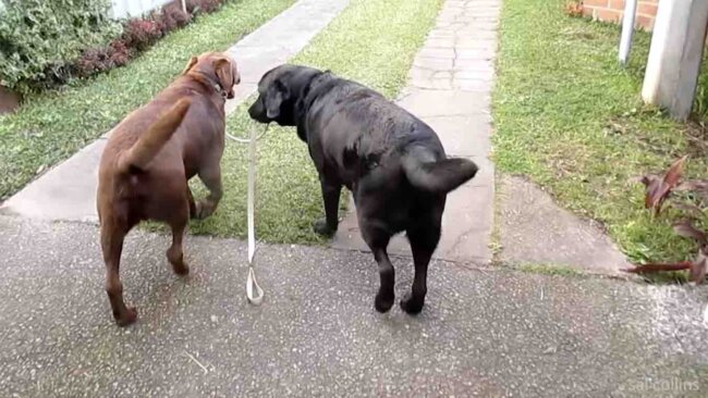 ラブラドールレトリーバー,動画