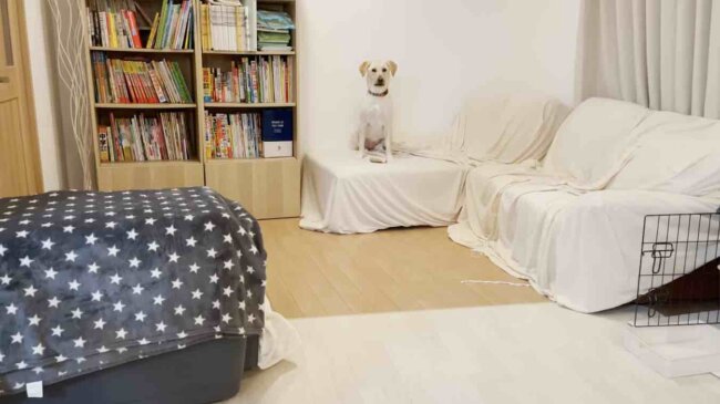 ラブラドールレトリーバー,動画