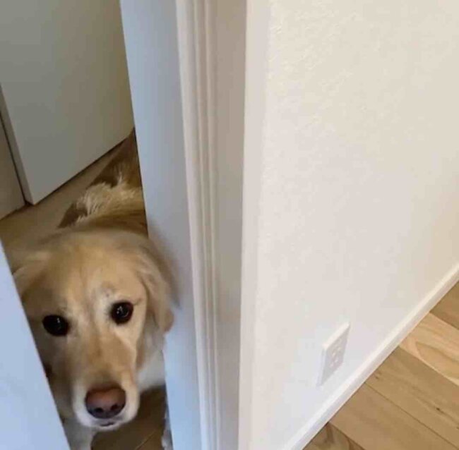 ゴールデンレトリーバー,動画