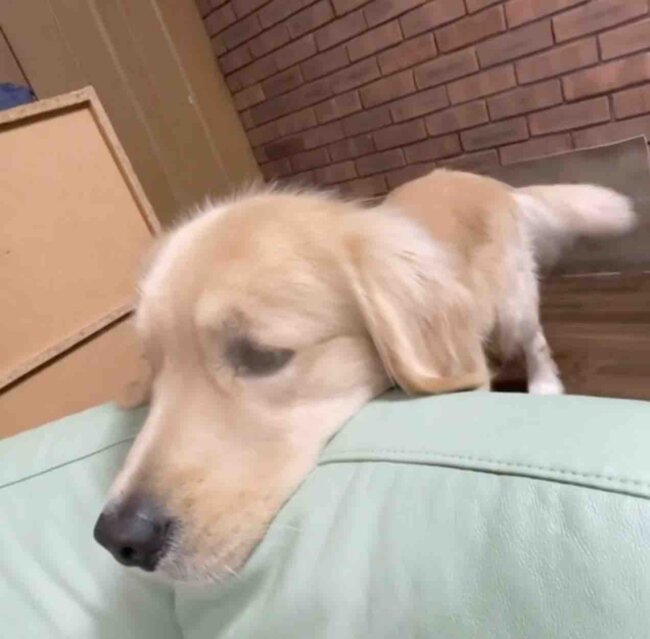 ゴールデンレトリーバー,動画