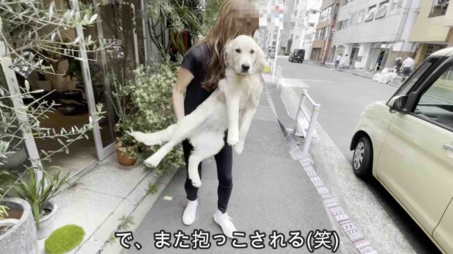 ゴールデンレトリーバー,動画