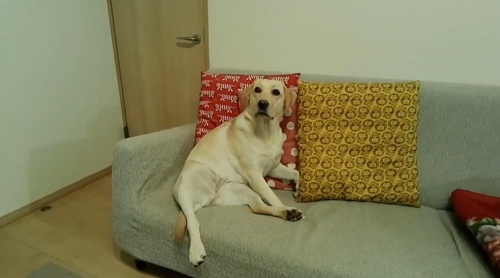 ラブラドールレトリーバー,動画