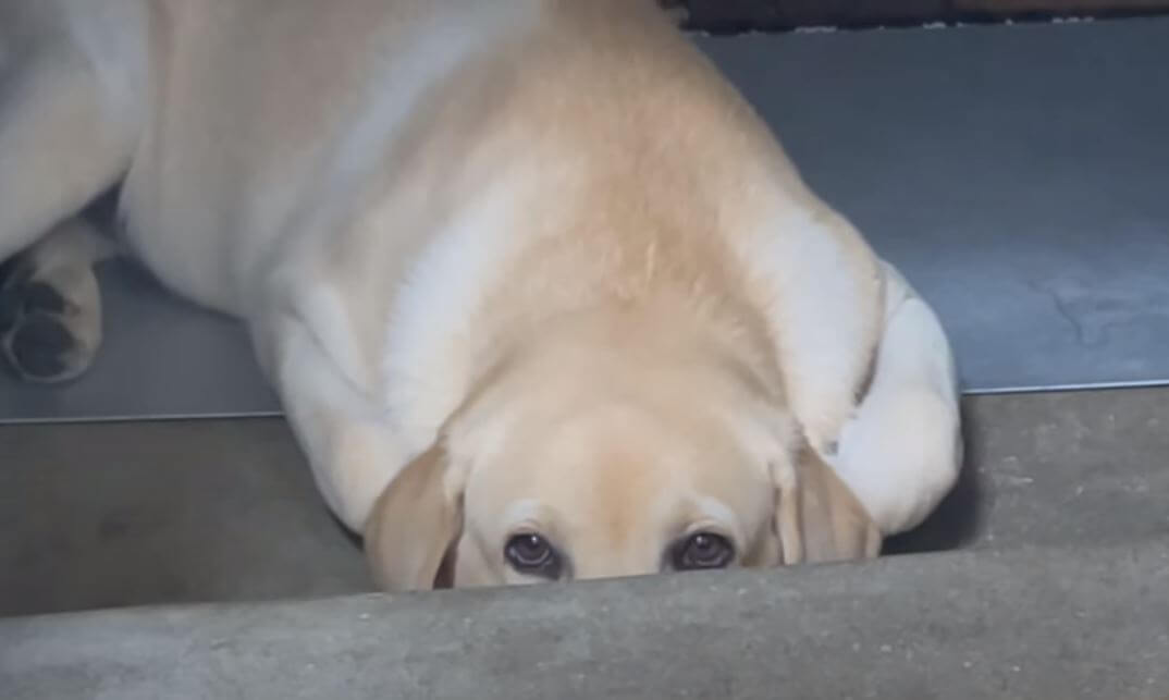 ラブラドールレトリーバー,動画