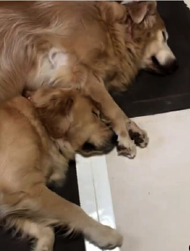 ゴールデンレトリーバー,動画