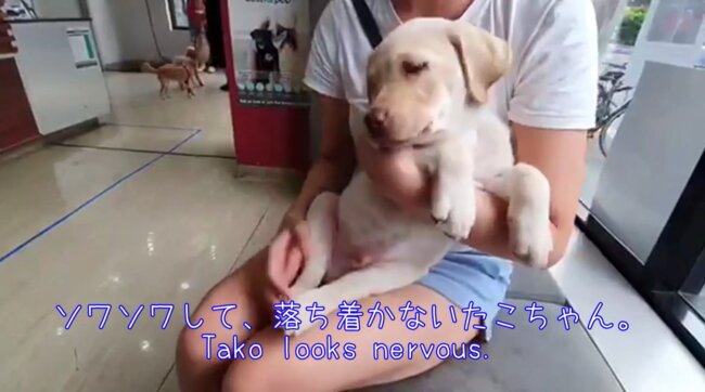 ラブラドールレトリーバー,動画