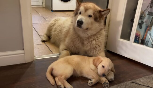 ゴールデンレトリーバー,動画