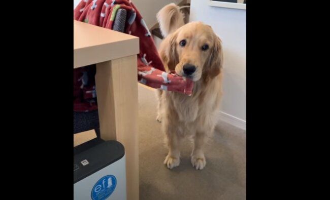 ゴールデンレトリーバー,動画