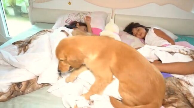 ゴールデンレトリーバー,動画