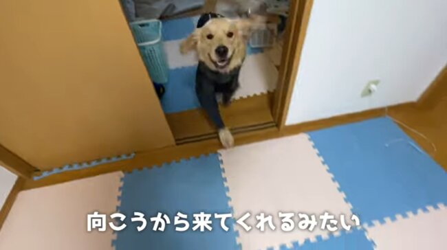 ゴールデンレトリーバー,動画