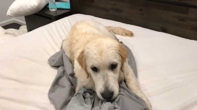 ゴールデンレトリーバー,動画