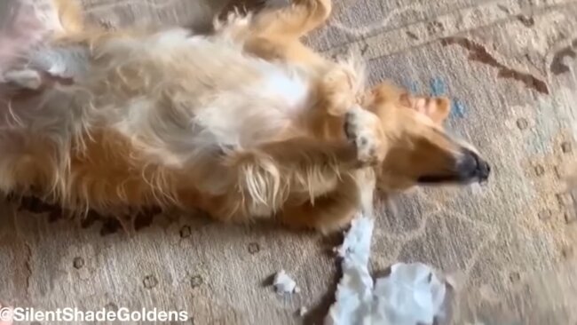 ゴールデンレトリーバー,動画