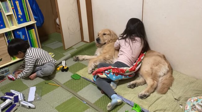 ゴールデンレトリーバー,動画