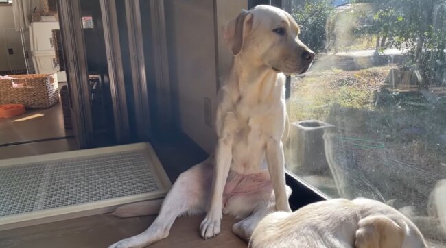 ラブラドールレトリーバー,動画