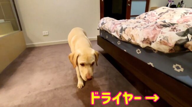 ラブラドールレトリーバー,動画