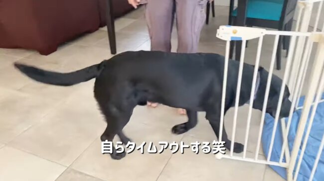 ラブラドールレトリーバー,動画