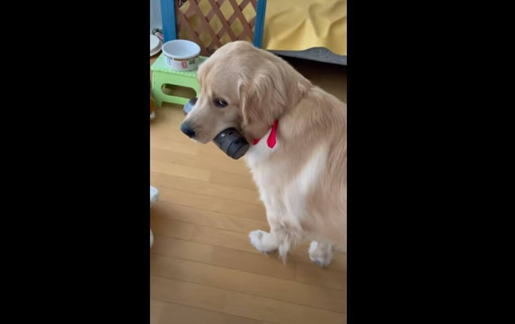 ゴールデンレトリーバー,動画