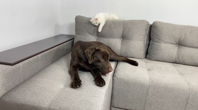 ラブラドールレトリーバー,動画