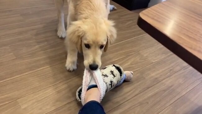 ゴールデンレトリーバー,動画