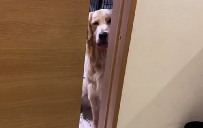 ゴールデンレトリーバー,動画