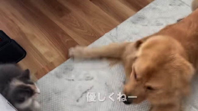 ゴールデンレトリーバー,動画