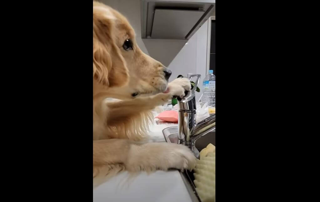 ゴールデンレトリーバー,動画