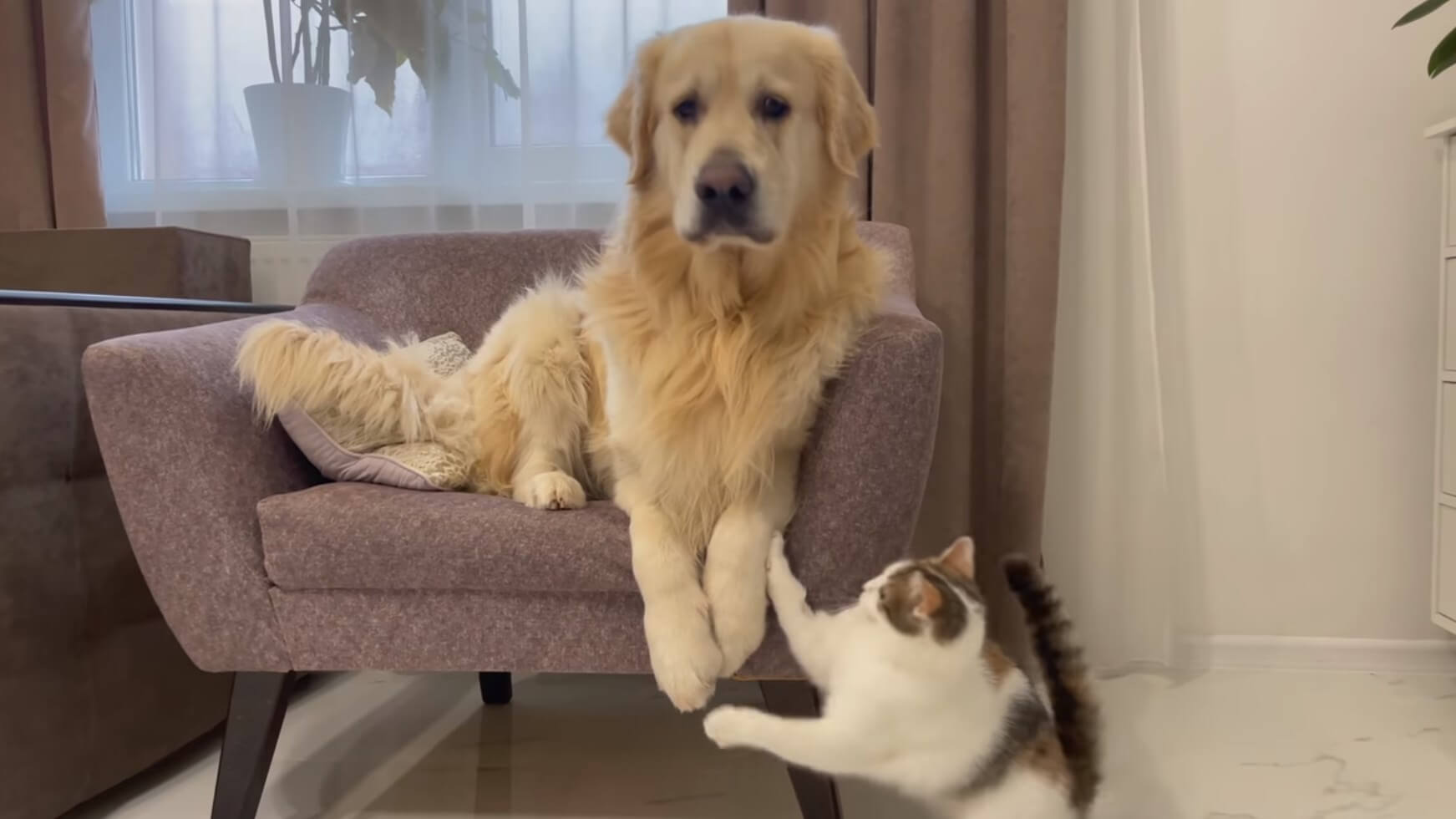 ゴールデンレトリーバー,動画