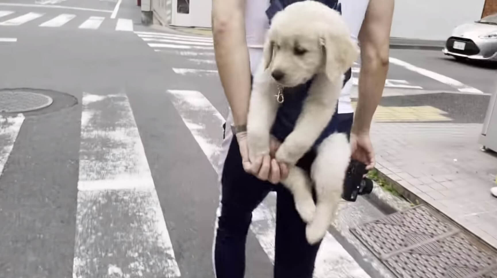 ゴールデンレトリーバー,動画