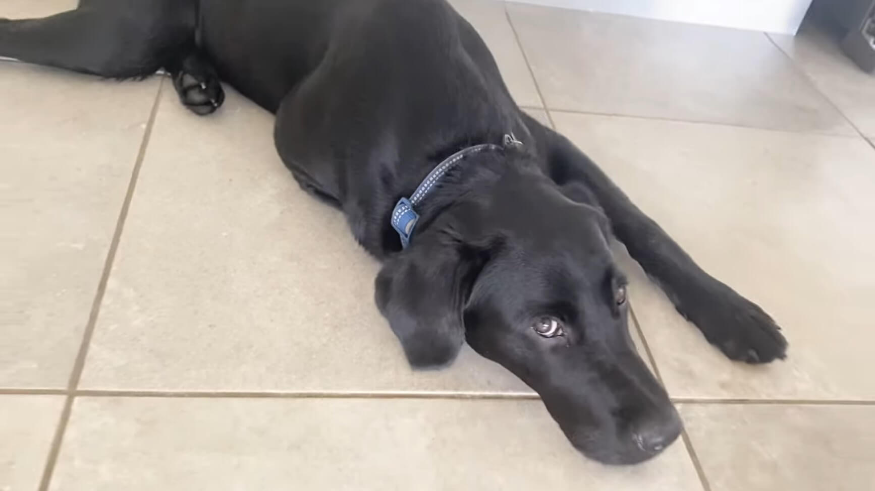 ラブラドールレトリーバー,動画