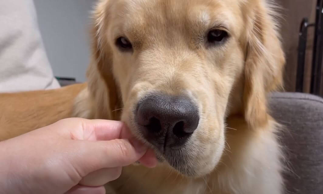 ゴールデンレトリーバー,動画