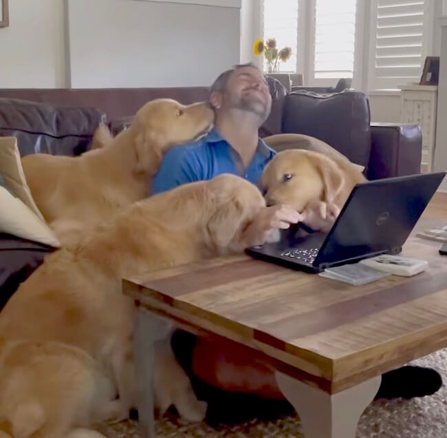 ゴールデンレトリーバー,動画