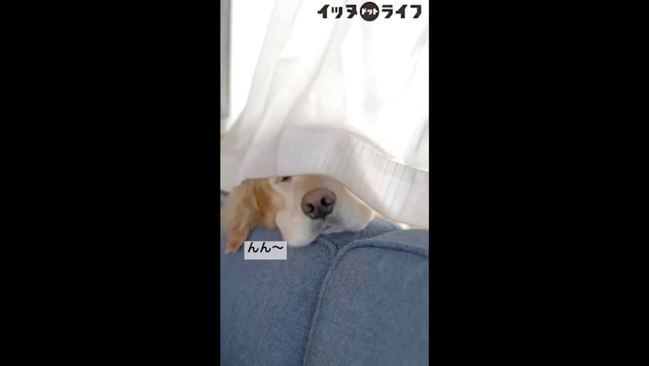ゴールデンレトリーバー,イッヌドットライフ,動画