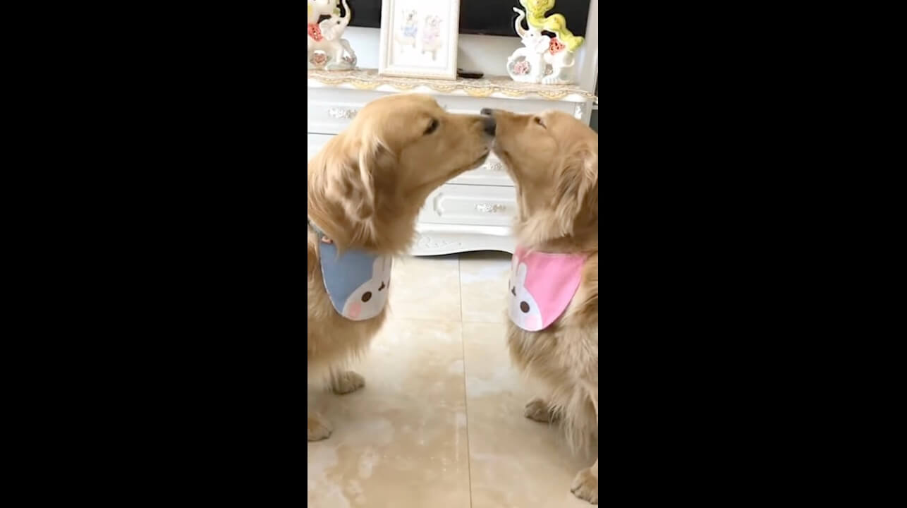 レトリーバー,動画