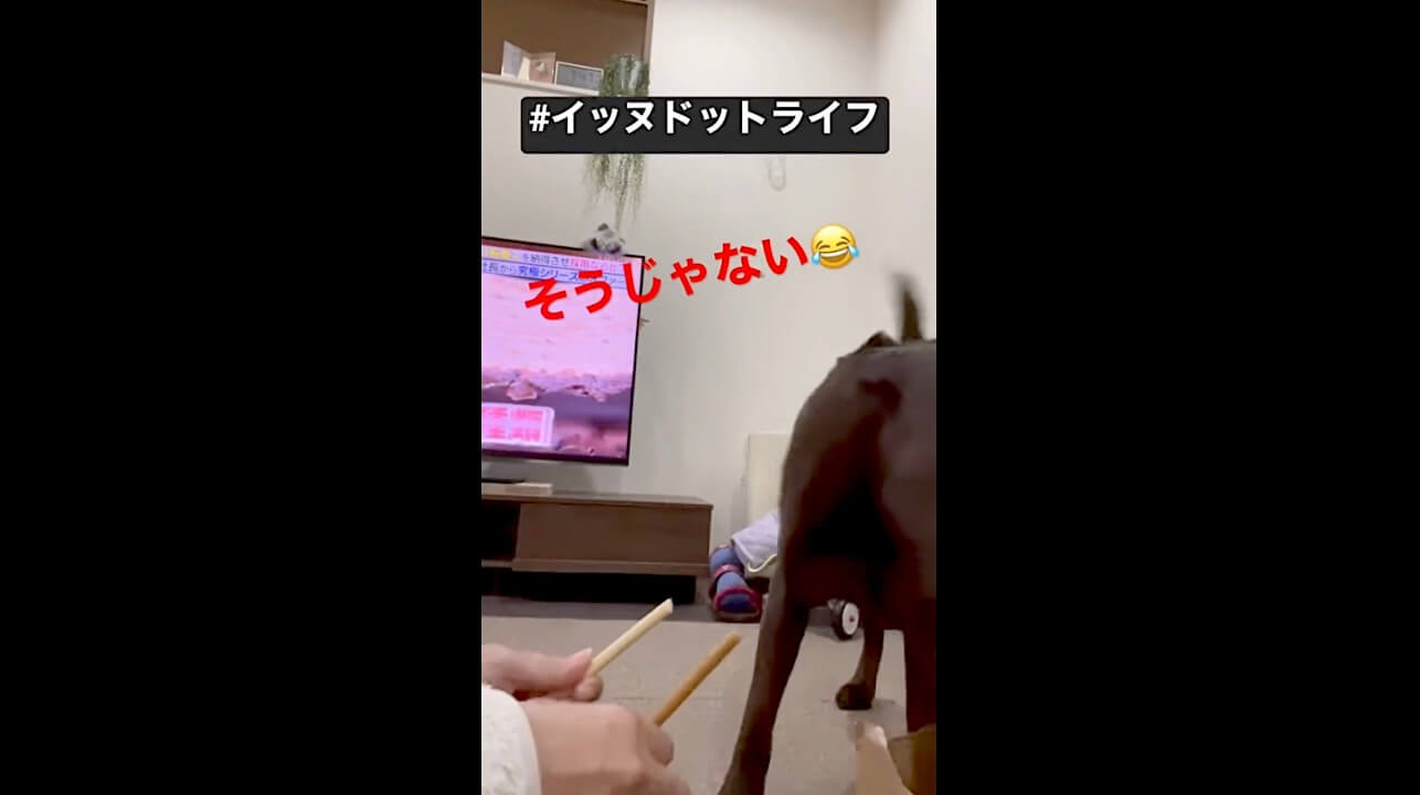 ラブラドール,イッヌドットライフ,動画