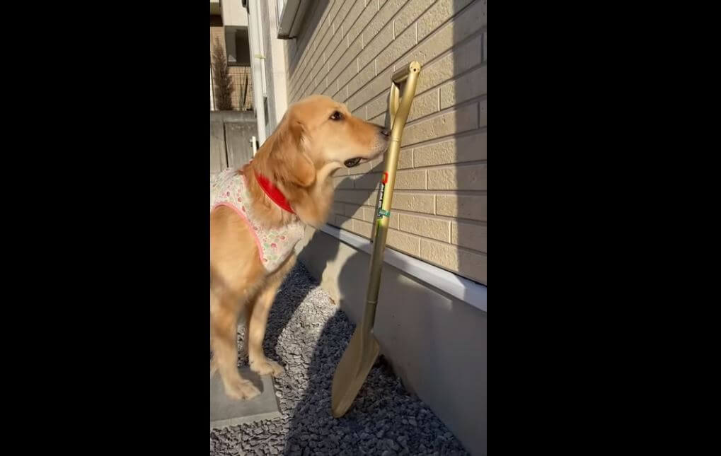 ゴールデンレトリーバー,動画