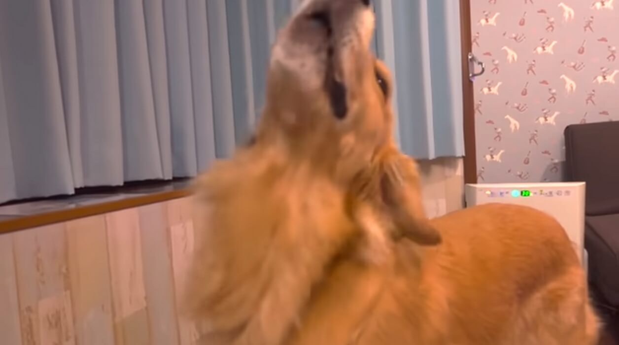 ゴールデンレトリーバー,動画