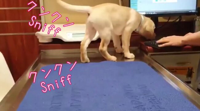 ラブラドールレトリーバー,動画