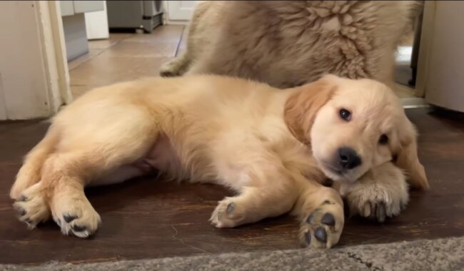 ゴールデンレトリーバー,動画