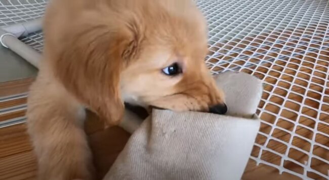 ゴールデンレトリーバー,動画