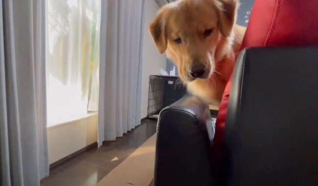 ゴールデンレトリーバー,動画