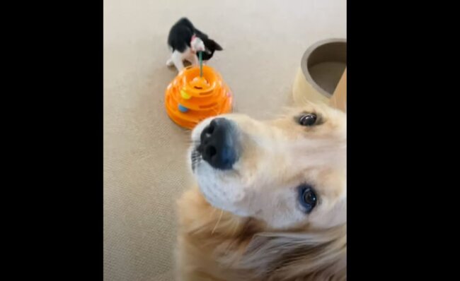 ゴールデンレトリーバー,動画